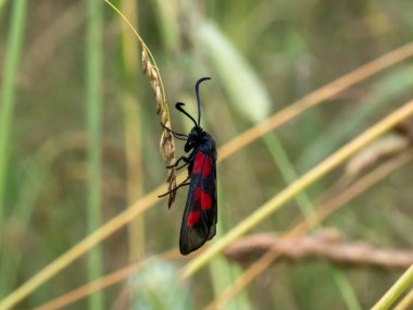 Yeşil çayırda beş noktalı burnet