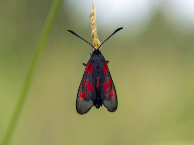 Yeşil çayırda beş noktalı burnet