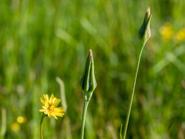 Jack, öğlen vakti çayırda kötüleşir.