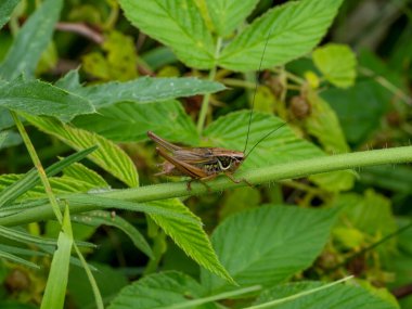 Ahududu sapında kahverengi çekirge