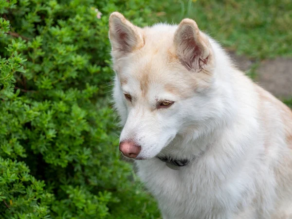 Red Bitch Siberian Husky — Stock Photo, Image