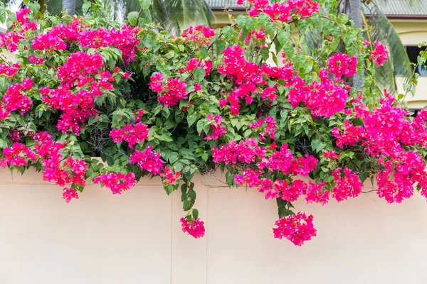 色とりどりのブーゲンビリアの花 熱帯の花 背景の庭で美しい花畑 — ストック写真