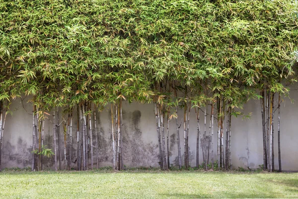 Bela Esquina Pequeno Jardim Com Flores Decoração Jardinagem Paisagismo — Fotografia de Stock