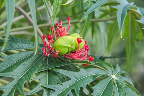 아름다운 Jatatpha Multifida Flowe — 스톡 사진