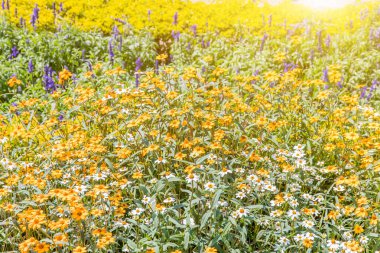 Çiçek tarlası arka planda güzel, Bahçe bahar çiçekleri ılık ton