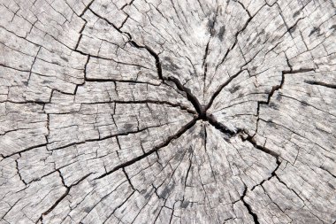 Eski ağaç kesiminin yüzeyine yakın plan, eski ağaç dokusu, ahşap, masa, kütük, arka plan