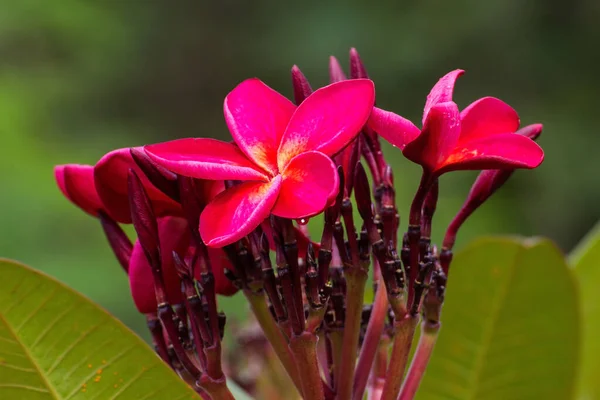 Красный Plumeria Цветы Дереве Красивые Frangipani Beaut — стоковое фото