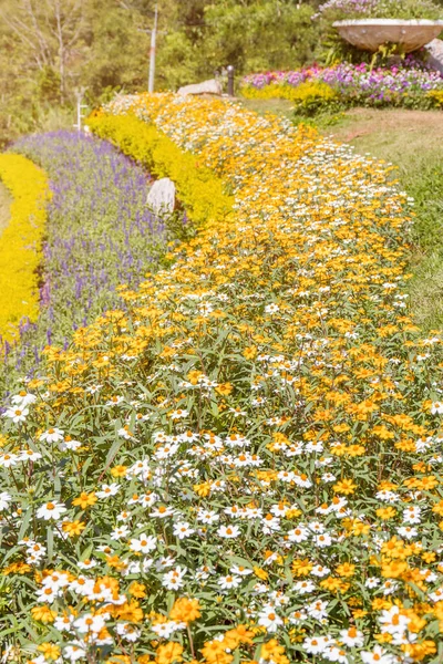 Campo Flores Bonito Jardinagem Fundo Jardim Flores Estação Primavera Tonelada — Fotografia de Stock