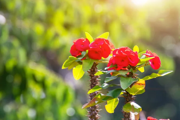 Red Poi Sian Virágok Virágzik Kertben Reggeli Természetes Háttér Euphorbia — Stock Fotó