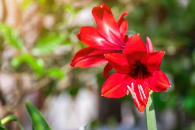 Doğal yeşil arka planda kırmızı zambak çiçeği, Madonna Lilly çiçeği, Stargazer III
