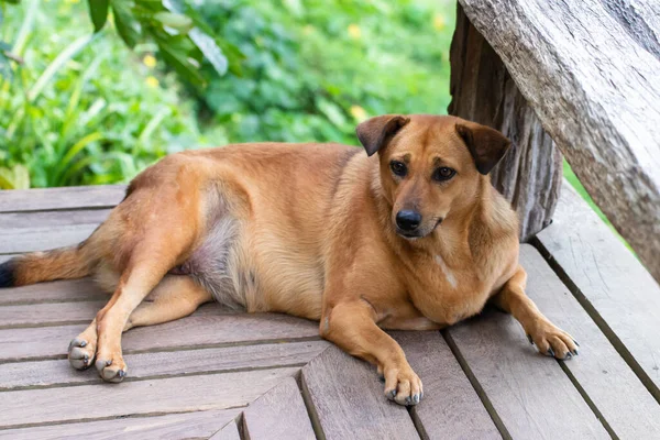 Vagrant dog watching staring at camera. The dog looking at photographer,Stray dog,Homeless do