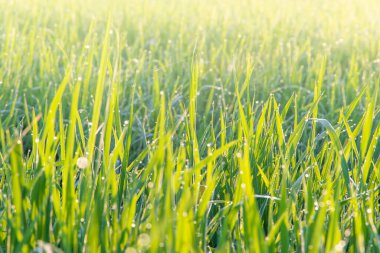 Büyüme organik yasemin pirinç tarlasını yakından görmek için Tayland 'ın kırsal kesiminde, bulanık kırsalda
