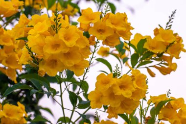Sarı çiçekler baharda açar, yeşil yapraklar üzerinde açan çiçekler ve gökyüzünde ağaçların dalları