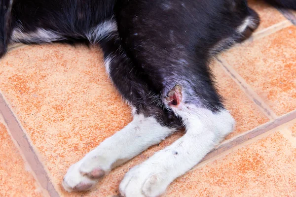 Wound on stray cat after to fight,Homeless cat on the floo