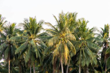 Hindistan cevizi palmiyeleri, güzel hindistan cevizi palmiyeleri.