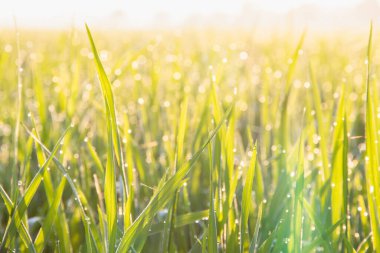 Büyüme organik yasemin pirinç tarlasını yakından görmek için Tayland 'ın kırsal kesiminde, bulanık kırsalda