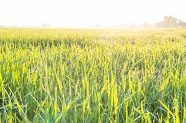 Büyüme organik yasemin pirinç tarlasını yakından görmek için Tayland 'ın kırsal kesiminde, bulanık kırsalda