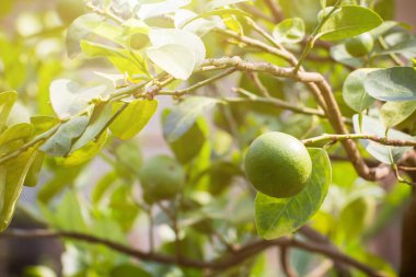 Bahçedeki ağaçta yeşil limon, ağaçta taze limon yeşil ışık saçan bokeh backgroun