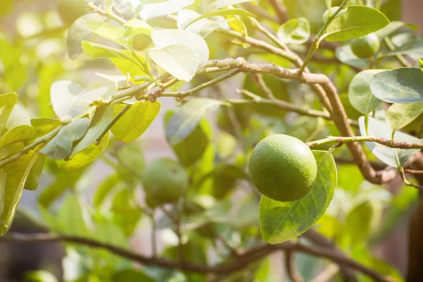 Green lemon lime on tree in garden,Fresh lime green on the tree with light bokeh backgroun