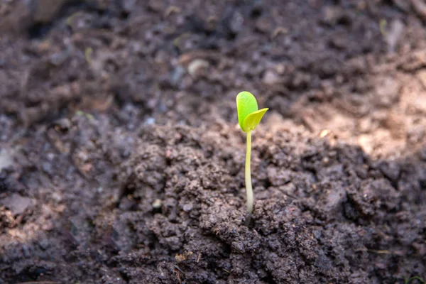 Spruiten Groente Zaden Kweken Natuurlijke Zonnige Achtergrond Landbouw Plantaardige Zaadlijn — Stockfoto