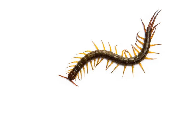 Centipede Front White Background Wor — Stock Photo, Image