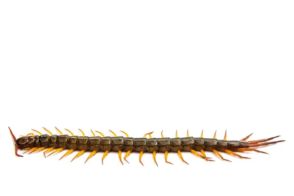 Centipede Front White Background Wor — Stock Photo, Image