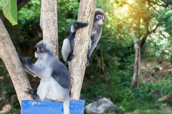 可爱的猴子 可爱的马卡克眼镜 有趣的猴子住在马达加斯加的自然森林里 — 图库照片