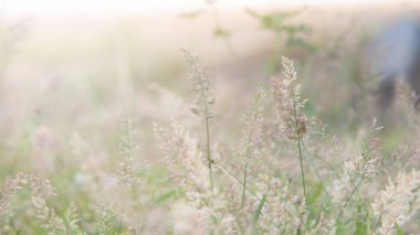 Yabani otlarla dolu orman çayırı, küçük alan derinliği olan Macro görüntüsü, Görüntü arka grubu