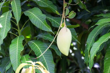 Mangoları tarlada bir mango ağacına yakın, yeşil mangoları treylerde
