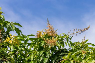 Mangoları tarlada bir mango ağacına yakın, yeşil mangoları treylerde