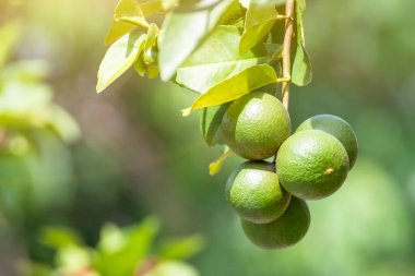 Bahçedeki ağaçta yeşil limon, ağaçta taze limon yeşil ışık saçan bokeh backgroun