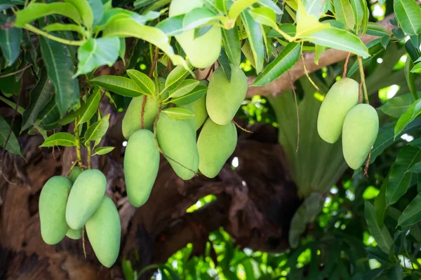 Κοντινό Πλάνο Του Μάνγκο Ένα Δέντρο Μάνγκο Στη Φυτεία Πράσινο — Φωτογραφία Αρχείου