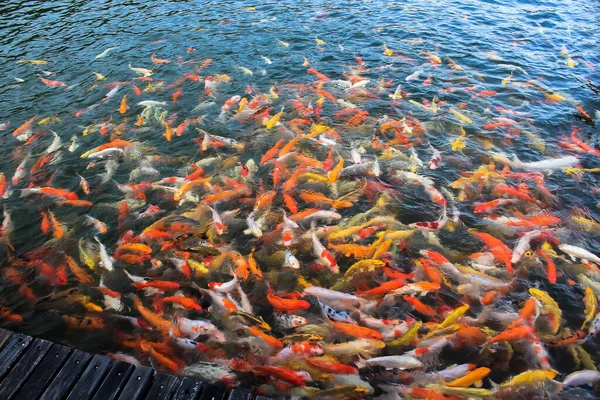 Belos Peixes Artesanais Koi Nadando Lago Borrão Abstrato Backgroun — Fotografia de Stock
