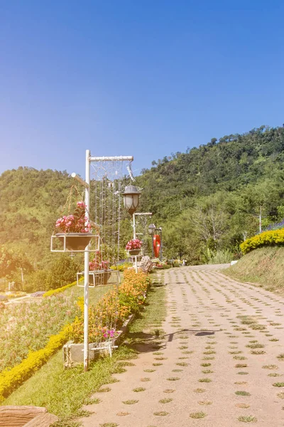 Hermoso Rincón Del Pequeño Jardín Con Flores Decoración Jardinería Paisajismo — Foto de Stock