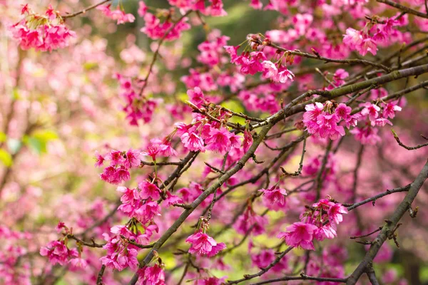 Bela Primavera Flor Cereja Sakura Tempo Primavera Profundidade Rasa Fundo — Fotografia de Stock