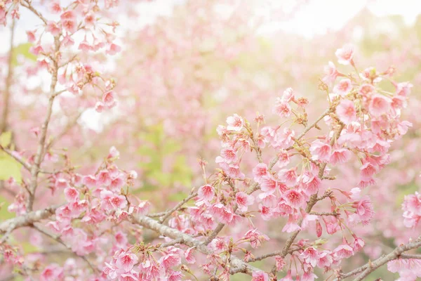 Schöne Frühlingskirschblüte Sakura Frühling Flache Schärfentiefe Tapete Hintergrund — Stockfoto