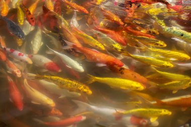 Gölde yüzen güzel Koi zanaat balığı, soyut bulanık arka gruplama