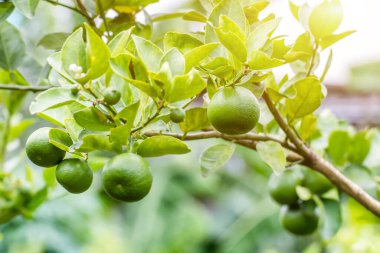 Bahçedeki ağaçta yeşil limon, ağaçta taze limon yeşil ışık saçan bokeh backgroun