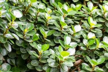 Doğanın arka planında yeşil yaprağın soyut güzel dokusu, bırak