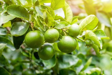 Bahçedeki ağaçta yeşil limon, ağaçta taze limon yeşil ışık saçan bokeh backgroun
