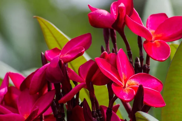 Flores Plumeria Roja Árbol Hermoso Frangipani Beaut —  Fotos de Stock