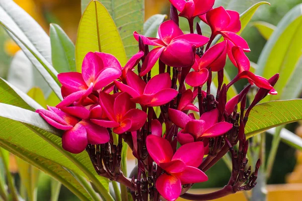 Plumeria Vermelho Flores Árvore Bonita Frangipani Beaut — Fotografia de Stock