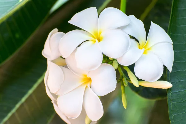Beyaz Frangipani Çiçeğinin Saflığı Tropikal Ağaç Çiçekleri Ağaçta Açan Plumeria — Stok fotoğraf