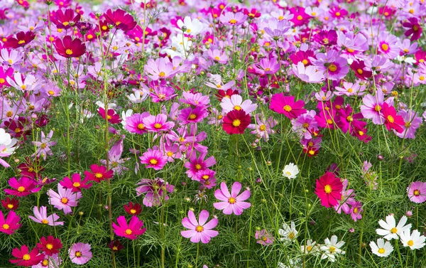 Bonito Cosmos Campo Flores Para Fundo Flor Estação Primavera — Fotografia de Stock