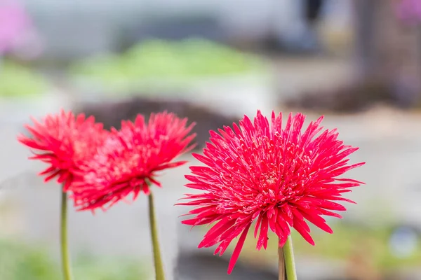 Beautiful Color Chrysanthemum Flowers Close Daisy Flowe — Stock Photo, Image