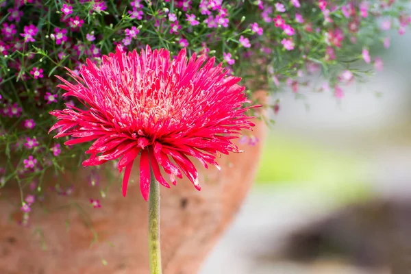 Bello Fiori Crisantemo Colore Vicino Fiore Margherita — Foto Stock