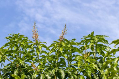 Mangoları tarlada bir mango ağacına yakın, yeşil mangoları treylerde