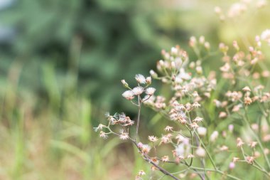 Yabani otlarla dolu orman çayırı, küçük alan derinliği olan Macro görüntüsü, Görüntü arka grubu