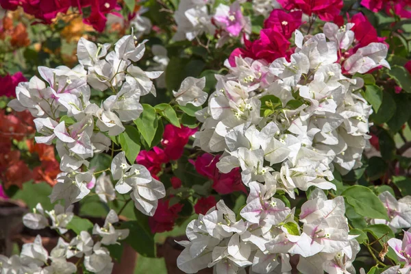 Flor Buganvília Colorida Flores Tropicais — Fotografia de Stock