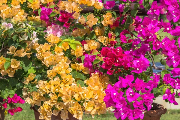 Flor Buganvília Colorida Flores Tropicais — Fotografia de Stock